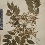 Toxicodendron succedaneum Other