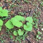 Tussilago farfara Deilen