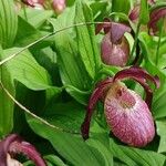 Cypripedium × ventricosum