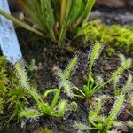 Drosera anglica Folha