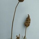 Lavandula pedunculata Flower