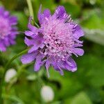 Scabiosa lucidaFiore