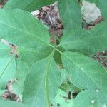 Asclepias quadrifolia Habitus