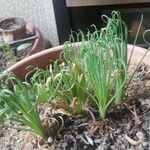 Albuca spiralis Folha