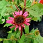 Echinacea purpurea ശീലം