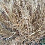 Panicum virgatum 葉