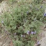 Lavandula multifida 形態