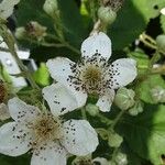 Rubus armeniacus Květ