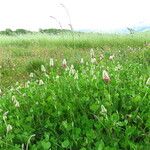 Trifolium incarnatum फूल