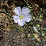 Linum lewisii Çiçek