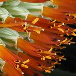 Aloe thraskii Kvet