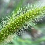 Setaria viridis Fruit