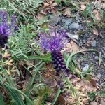 Muscari comosumКветка