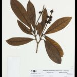 Byrsonima crispa Fruto