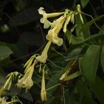 Odontadenia nitida Floare