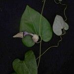 Aristolochia cordigera Лист