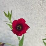 Linum grandiflorumŽiedas