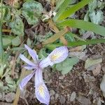 Iris douglasiana Fiore