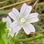 Malva neglecta Fula