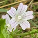 Malva neglecta 花