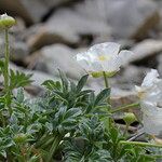 Ranunculus seguieri Hábito