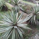 Agave angustifolia Habit