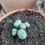 Lithops fulviceps Лист