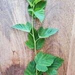 Physocarpus capitatus Leaf