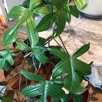 Philodendron pedatum Лист