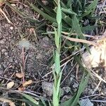 Linum strictum Leaf