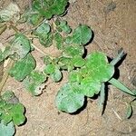 Trianthema portulacastrum Leaf