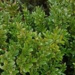 Buxus sempervirensFeuille