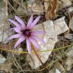 Scorzonera undulata Floare