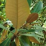 Rhododendron rex Leaf