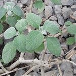 Coleus argentatus Blad