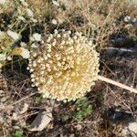 Allium commutatum Flower