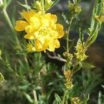 Heimia salicifolia Flower