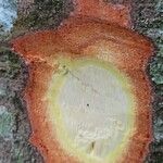 Cyrtogonone argentea Rinde