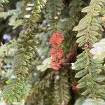 Sequoia sempervirens Кветка