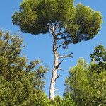 Pinus halepensis অভ্যাস