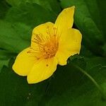 Waldsteinia ternata Çiçek