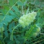 Astragalus cicer 果