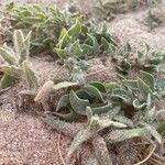 Oenothera mollissima Fulla