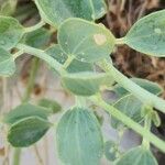 Cleome oxypetala Fuelha