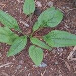 Echinacea purpureaLiść