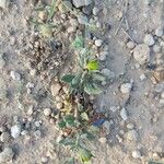 Helianthemum ledifolium Fruit