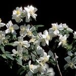 Philadelphus lewisii Blomst