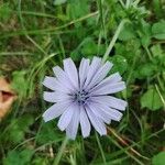 Cichorium endiviaBlüte