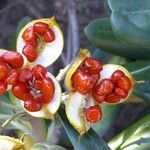 Pittosporum tobira Fruit