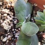 Crassula cotyledonis Folio